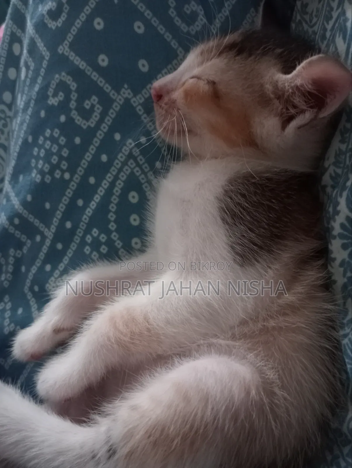১-৩ মাসের স্ত্রী মিশ্র জাতের বিড়াল