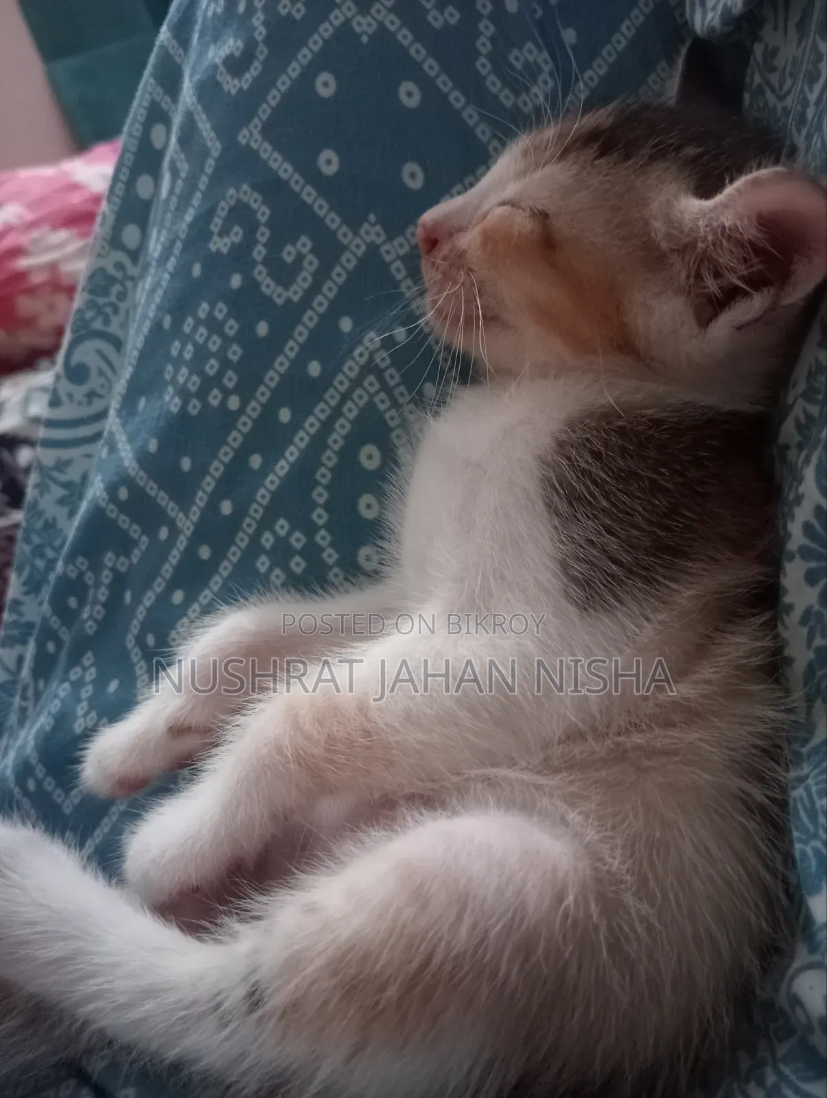 ১-৩ মাসের স্ত্রী মিশ্র জাতের বিড়াল