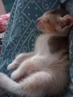১-৩ মাসের স্ত্রী মিশ্র জাতের বিড়াল