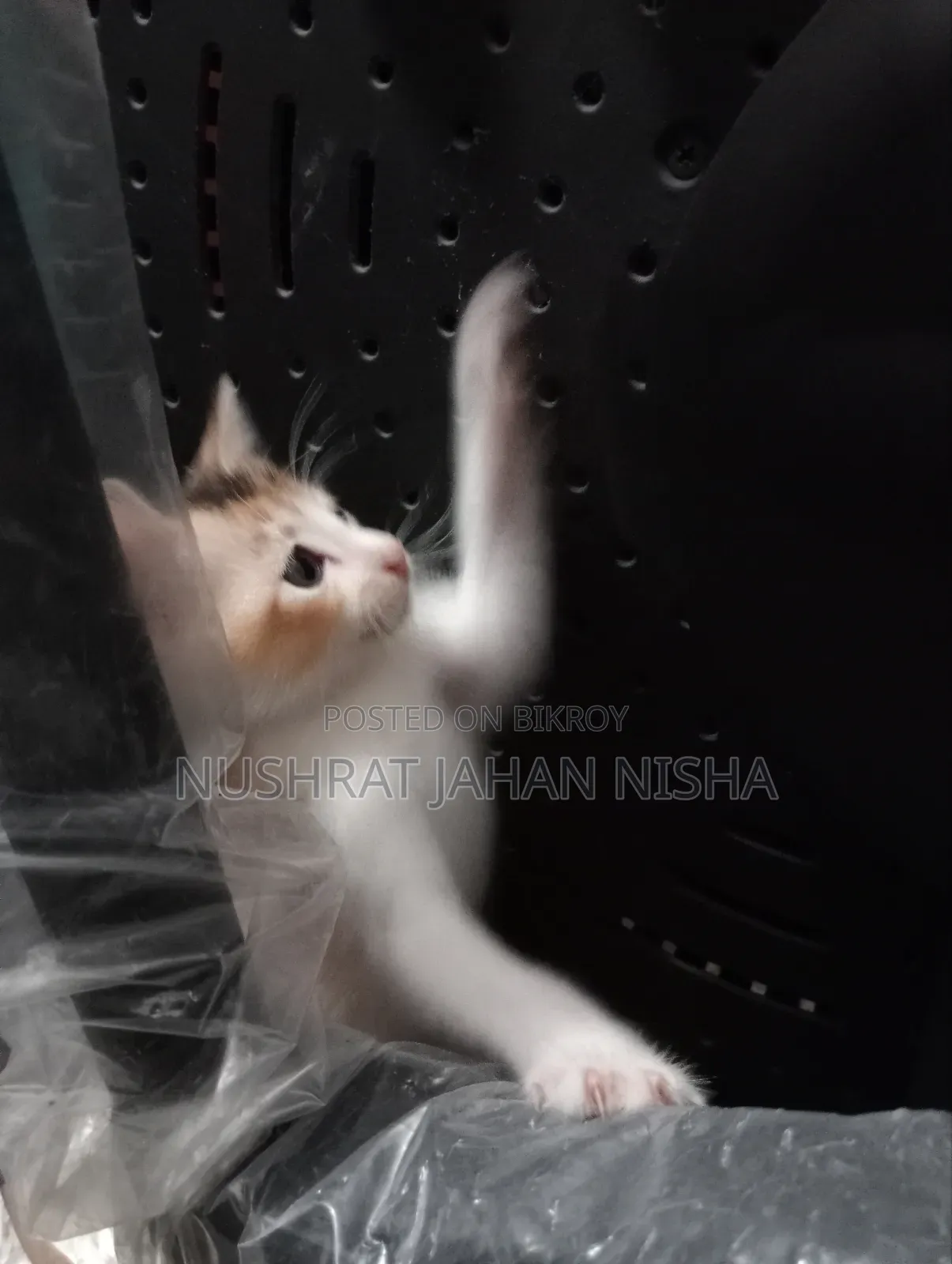 ১-৩ মাসের স্ত্রী মিশ্র জাতের বিড়াল