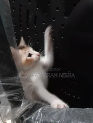 ১-৩ মাসের স্ত্রী মিশ্র জাতের বিড়াল