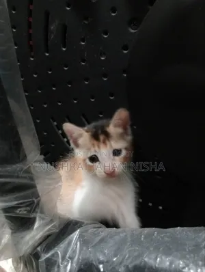 ১-৩ মাসের স্ত্রী মিশ্র জাতের বিড়াল