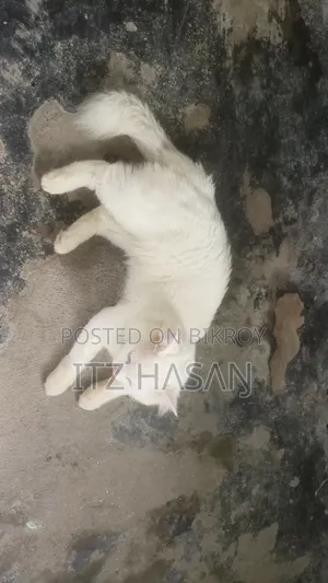 ১-৩ মাসের নর মিশ্র জাতের পার্সিয়ান