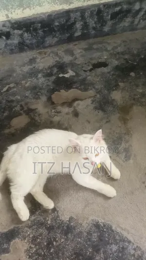 ১-৩ মাসের নর মিশ্র জাতের পার্সিয়ান