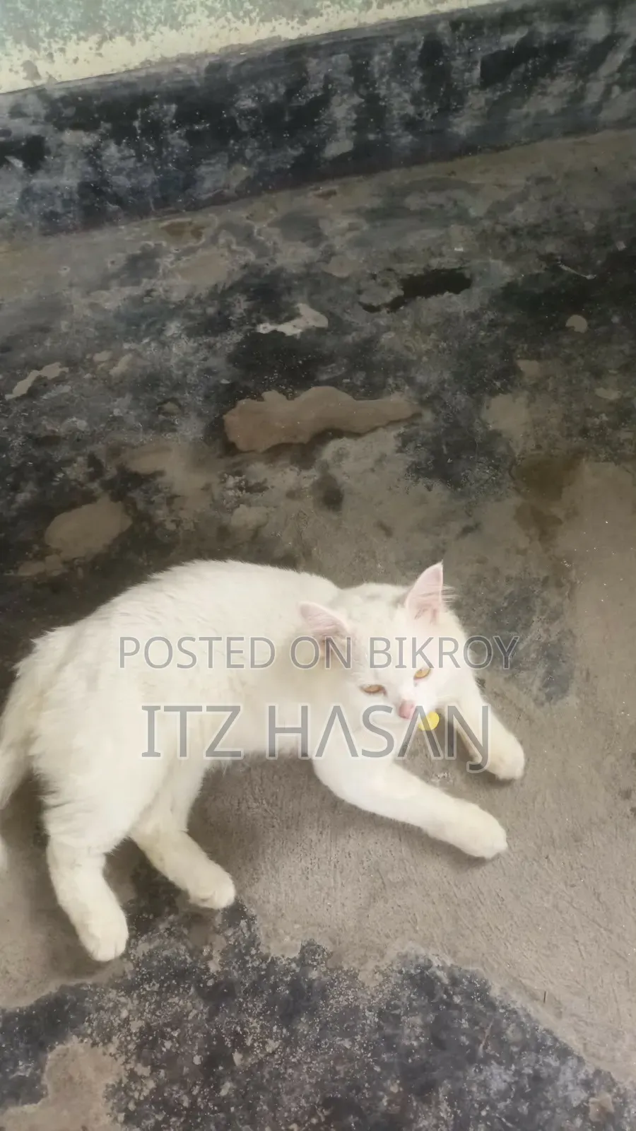 ১-৩ মাসের নর মিশ্র জাতের পার্সিয়ান