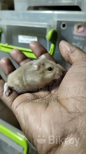 উইন্টার হ্যামস্টার