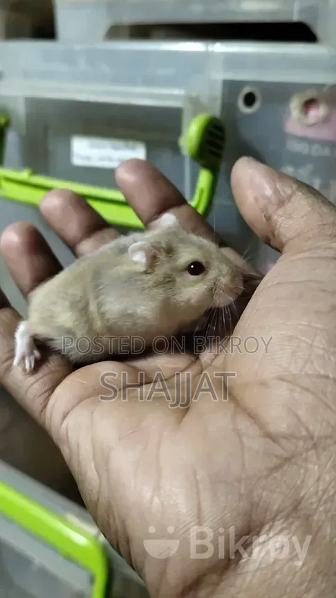 উইন্টার হ্যামস্টার