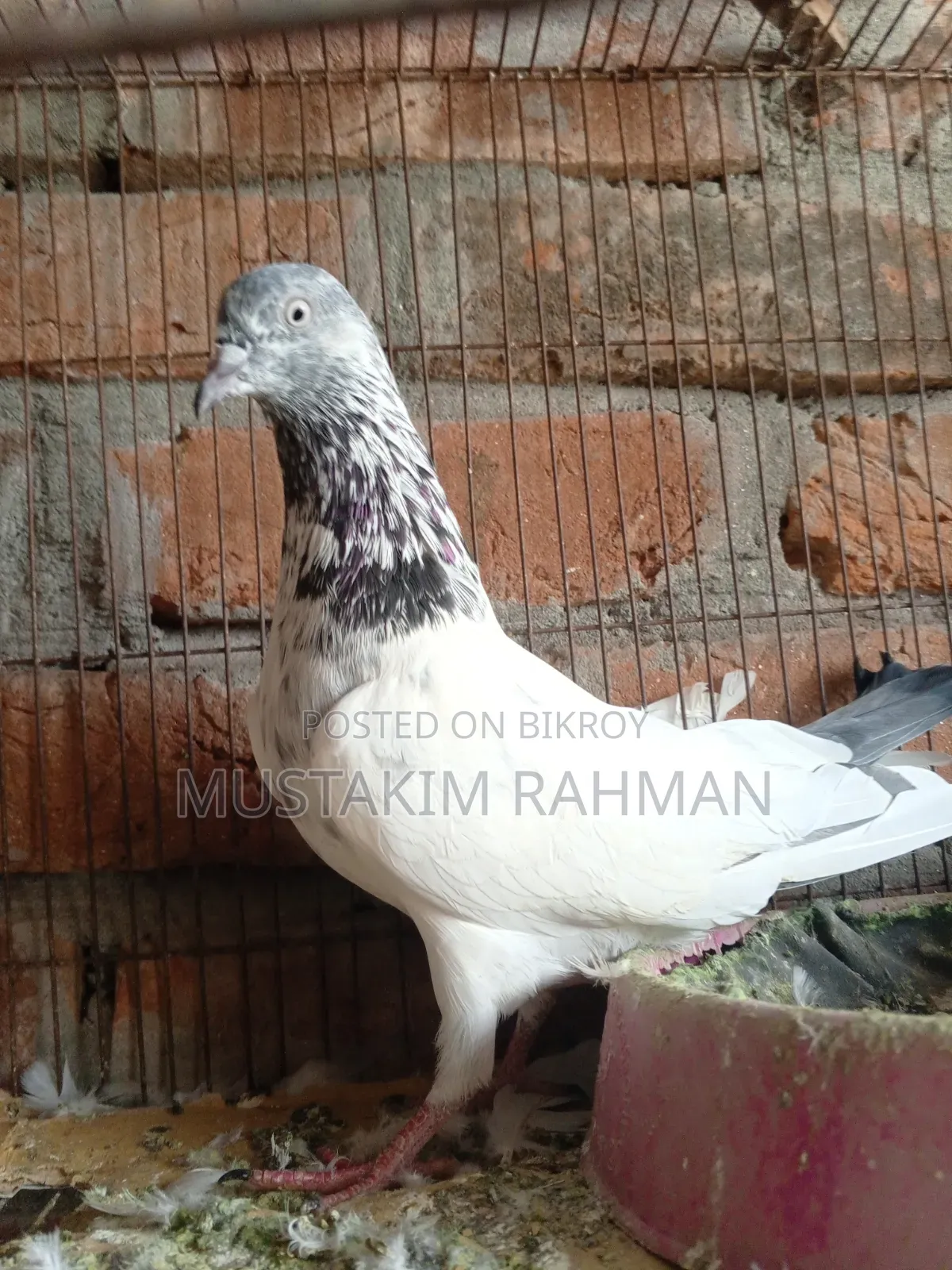 Pakistani Madi Pigeon