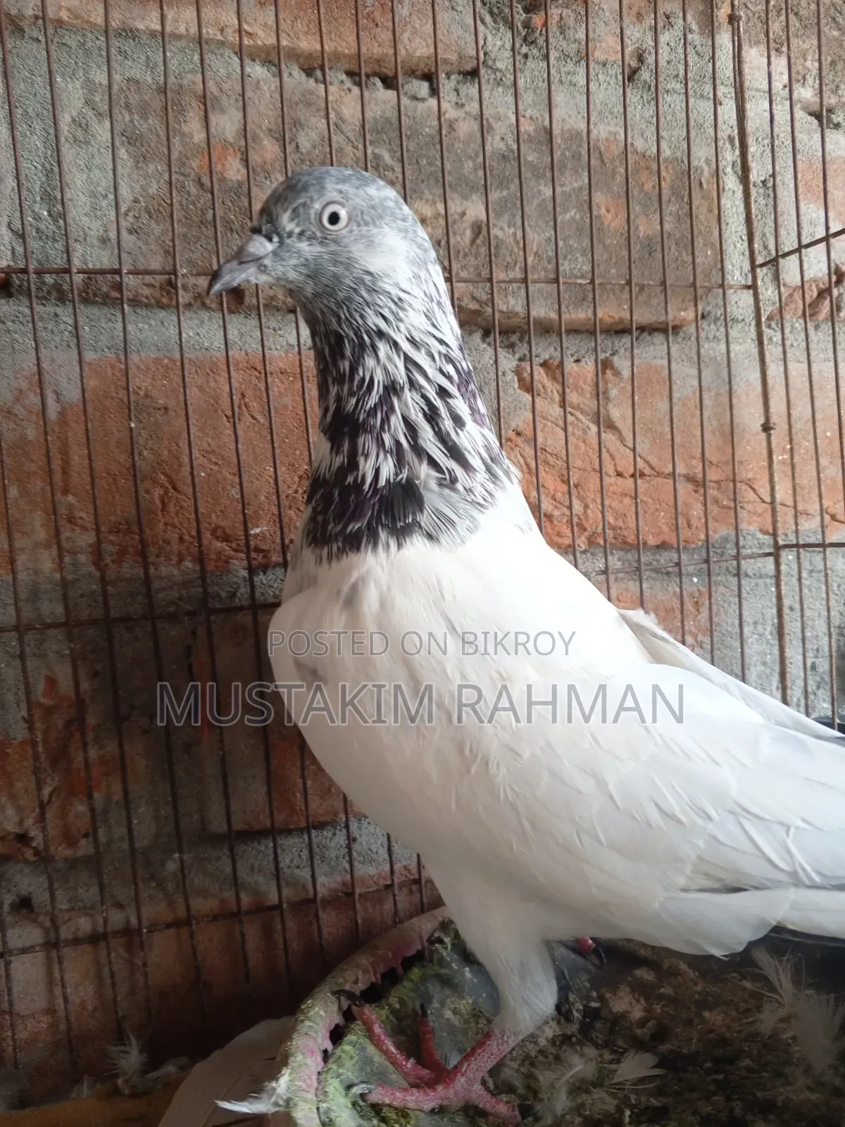 Pakistani Madi Pigeon