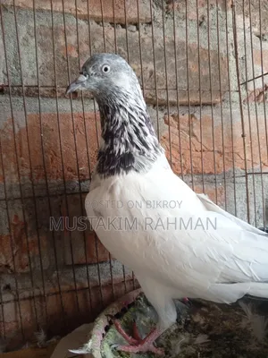 Pakistani Madi Pigeon