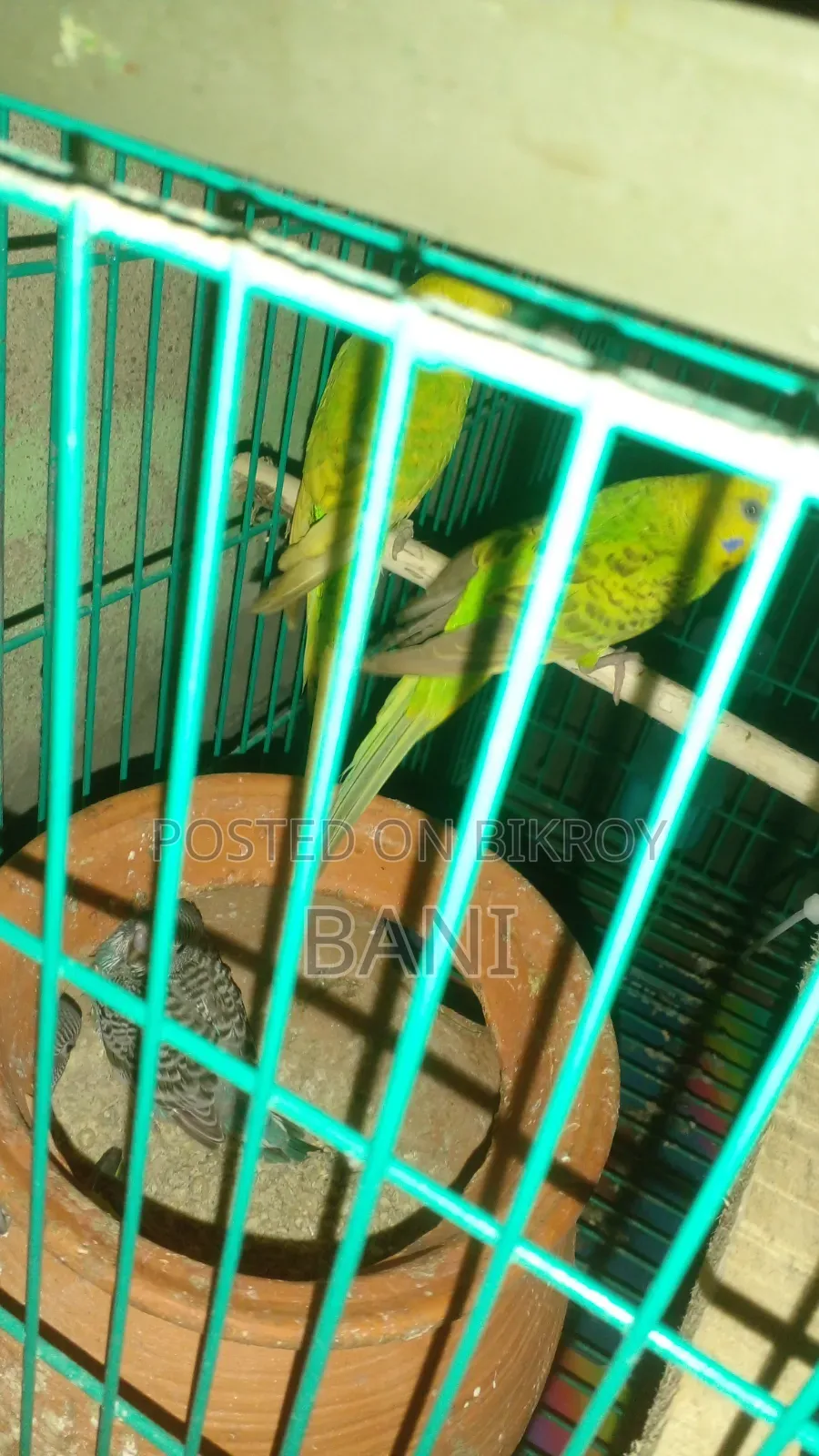 রানিং বাজরিগার পাখি