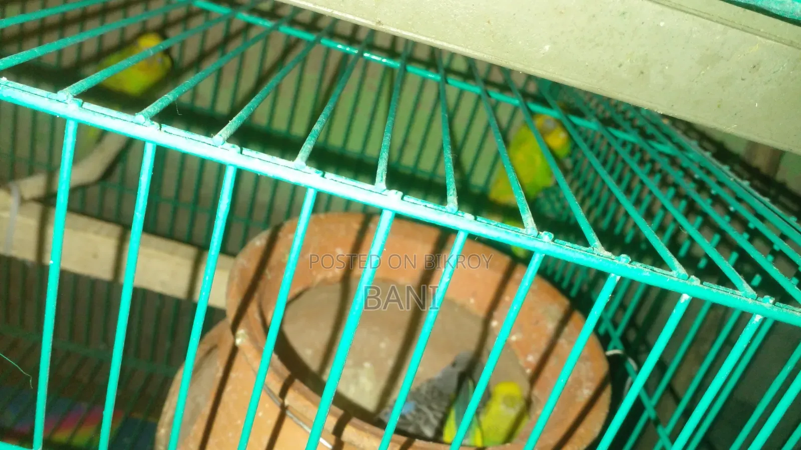 রানিং বাজরিগার পাখি