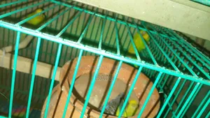 রানিং বাজরিগার পাখি