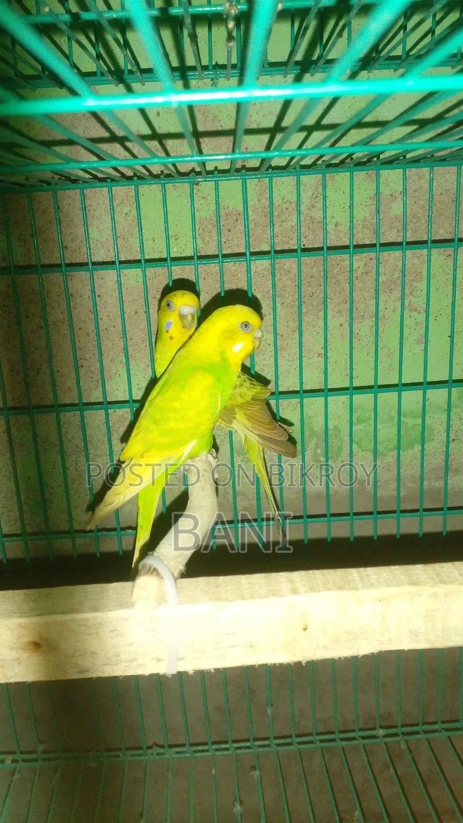 রানিং বাজরিগার পাখি