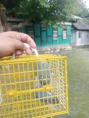 Love Bird Bikroy Hobe