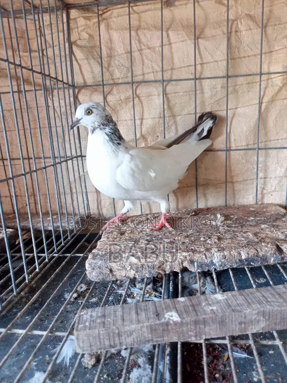 Highflyer Giribaj Female Pigeon