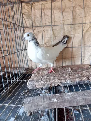 Highflyer Giribaj Female Pigeon