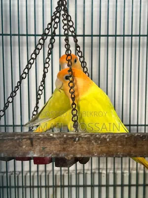 লাভ বার্ড পেয়ার