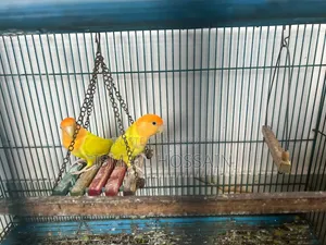 লাভ বার্ড পেয়ার