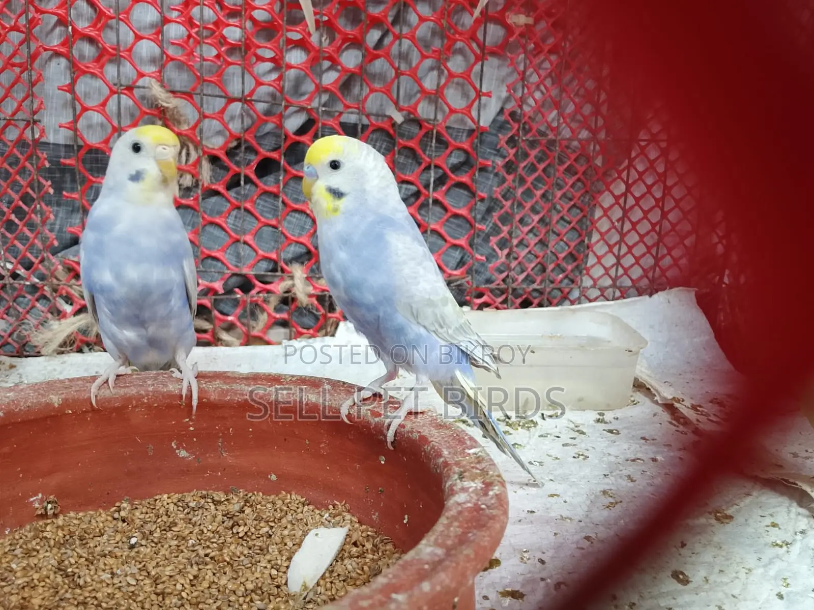 Rainbow Budgerigar