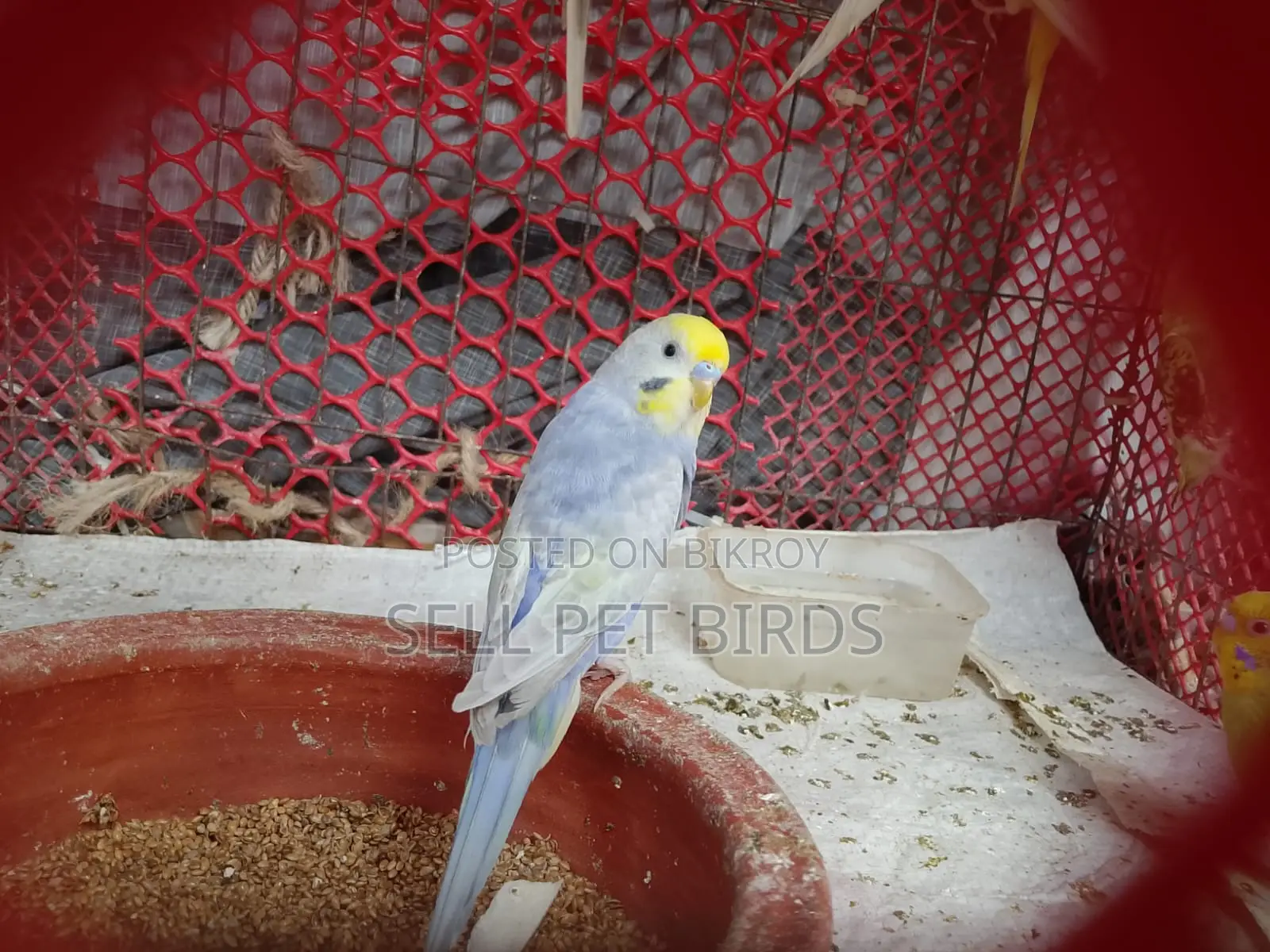Rainbow Budgerigar