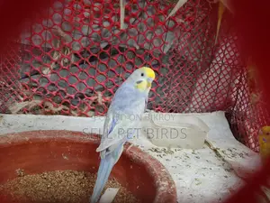 Rainbow Budgerigar