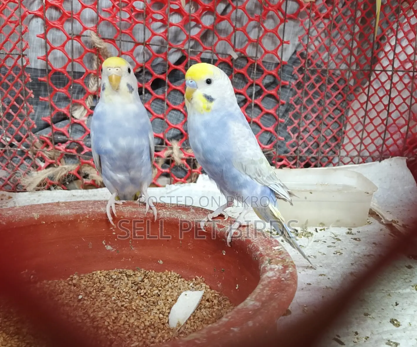 Rainbow Budgerigar