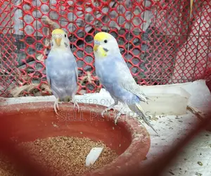 Rainbow Budgerigar