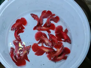 বেটা ফিশ