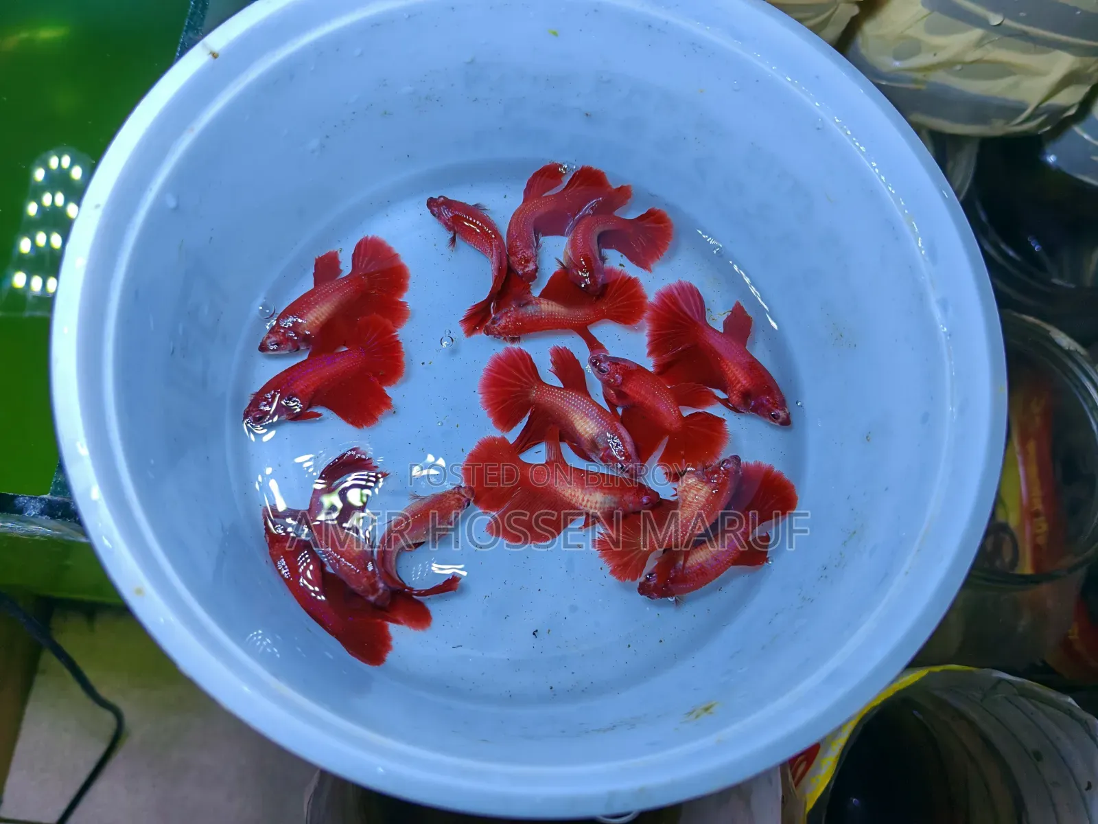 বেটা ফিশ