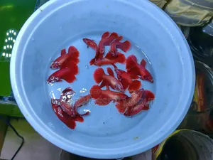 বেটা ফিশ