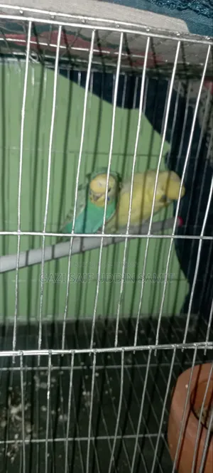 ইয়েলো ডিএফ জেপি ক্লাসিক জেপি জোড়া
