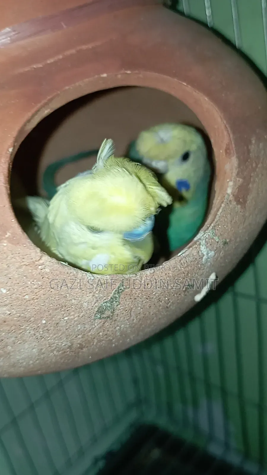 ইয়েলো ডিএফ জেপি ক্লাসিক জেপি জোড়া