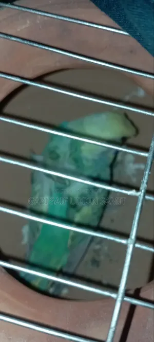 ইয়েলো ডিএফ জেপি ক্লাসিক জেপি জোড়া