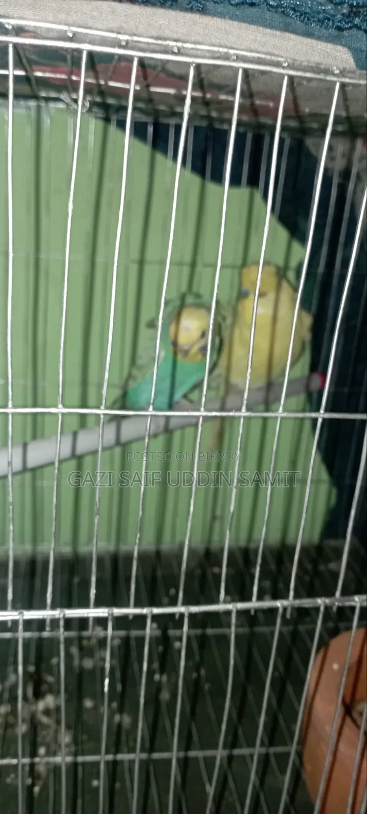 ইয়েলো ডিএফ জেপি ক্লাসিক জেপি জোড়া