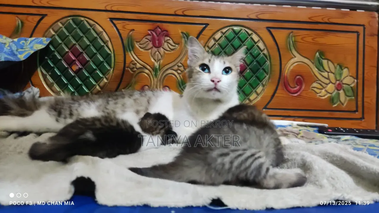 ০-১ মাস বয়সী পুরুষ মিশ্র জাতের পার্সিয়ান