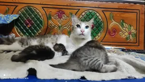০-১ মাস বয়সী পুরুষ মিশ্র জাতের পার্সিয়ান