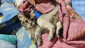 ০-১ মাস বয়সী পুরুষ মিশ্র জাতের পার্সিয়ান