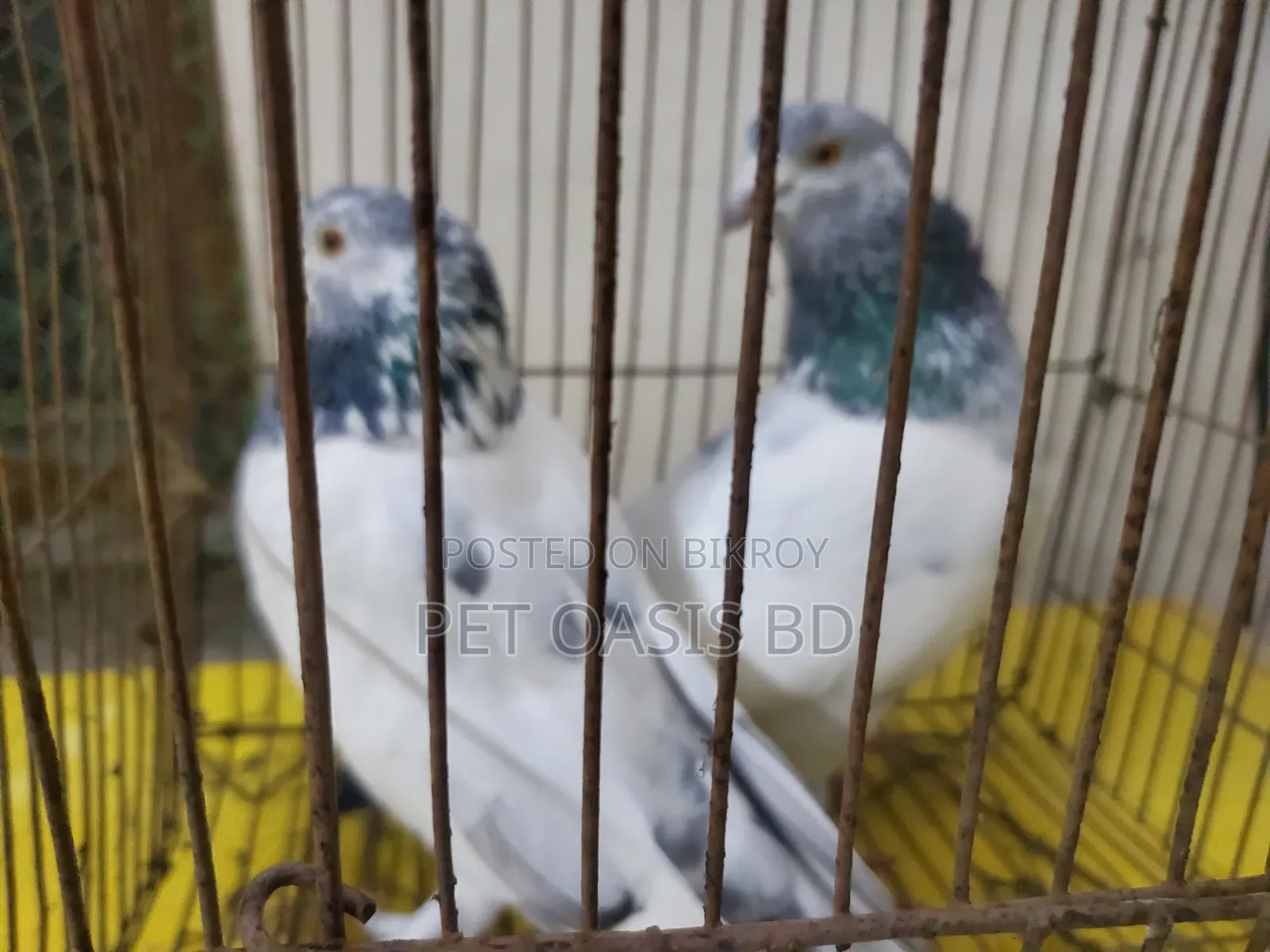 Grivaz Pigeon