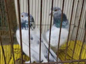 Grivaz Pigeon