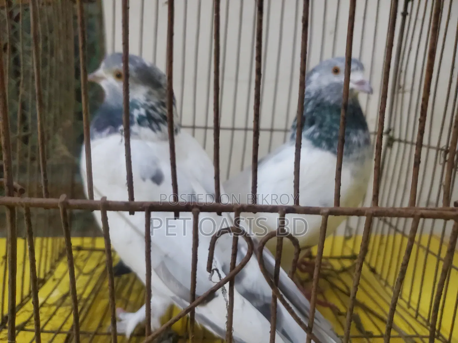 Grivaz Pigeon