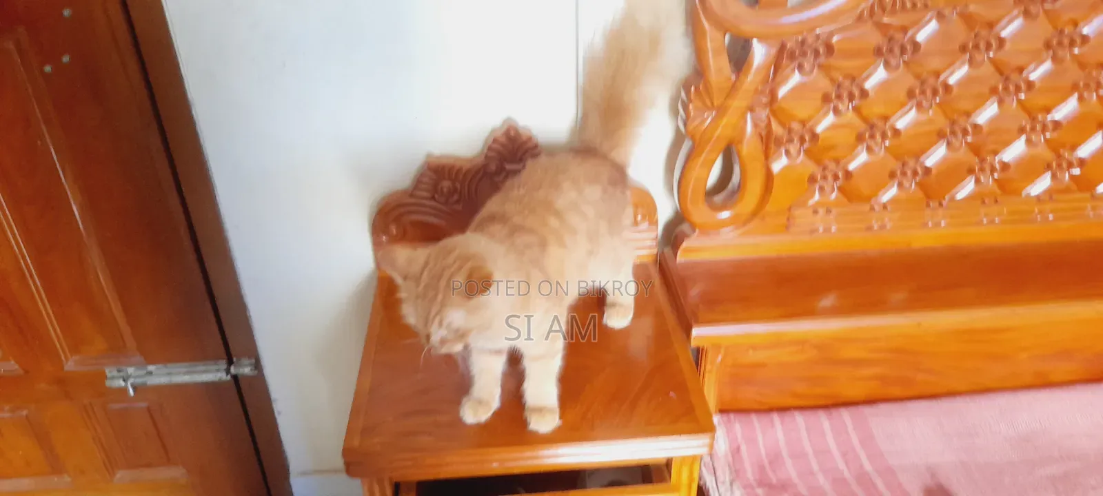 ৬-১২ মাসের ফিমেল পিওরব্রেড পার্সিয়ান