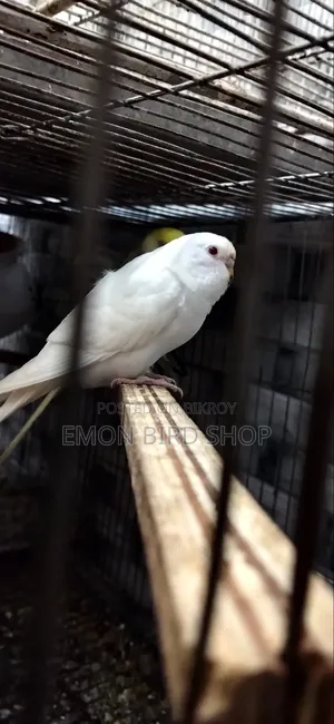 Red Eyed Albino