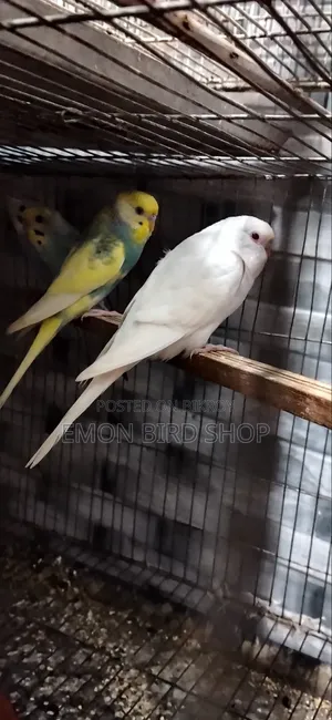 Red Eyed Albino