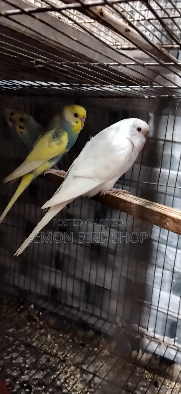 Red Eyed Albino