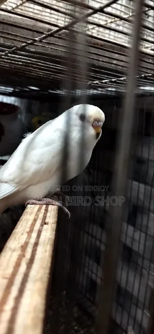 Red Eyed Albino