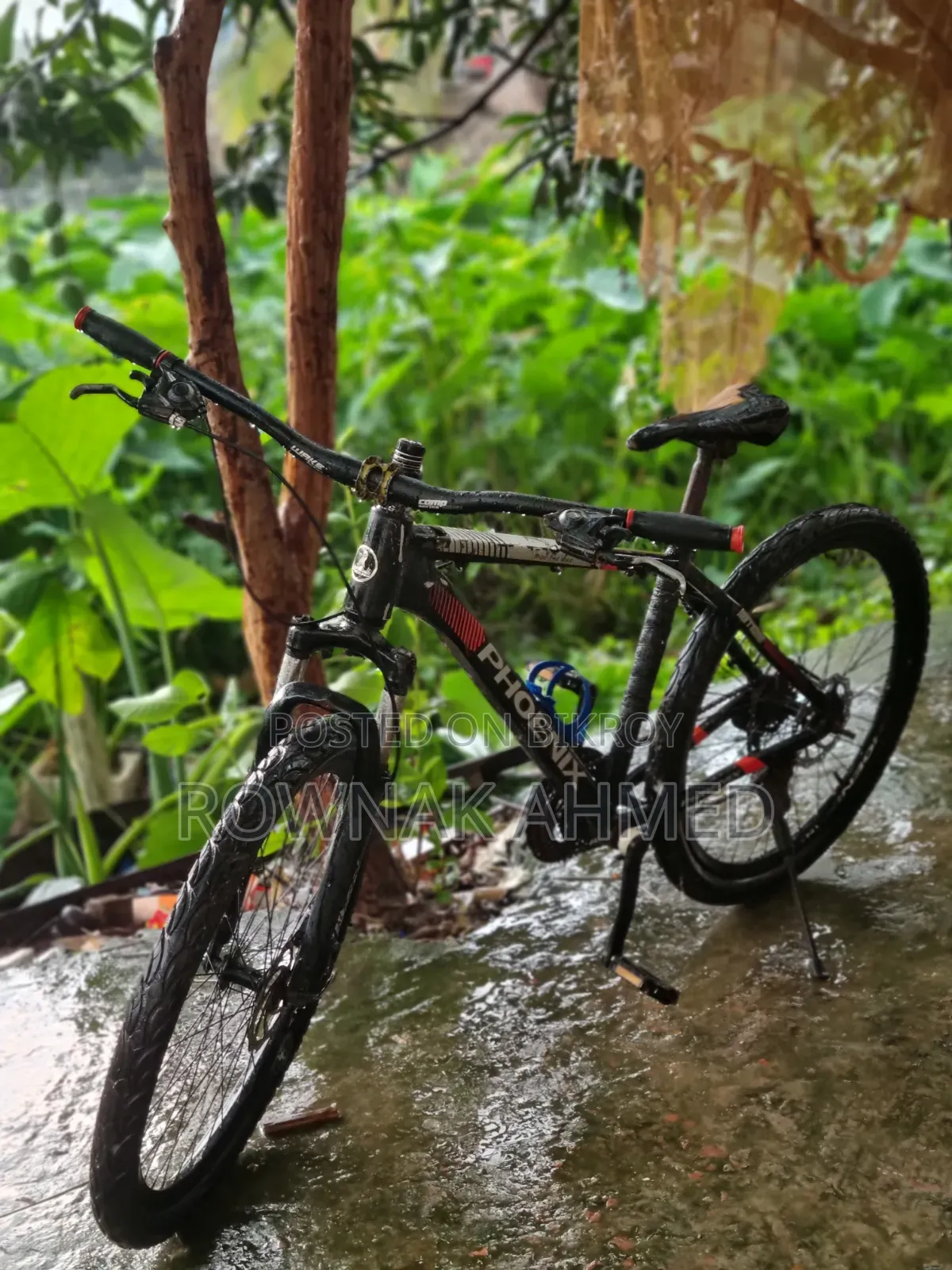 Phoenix Cycle
