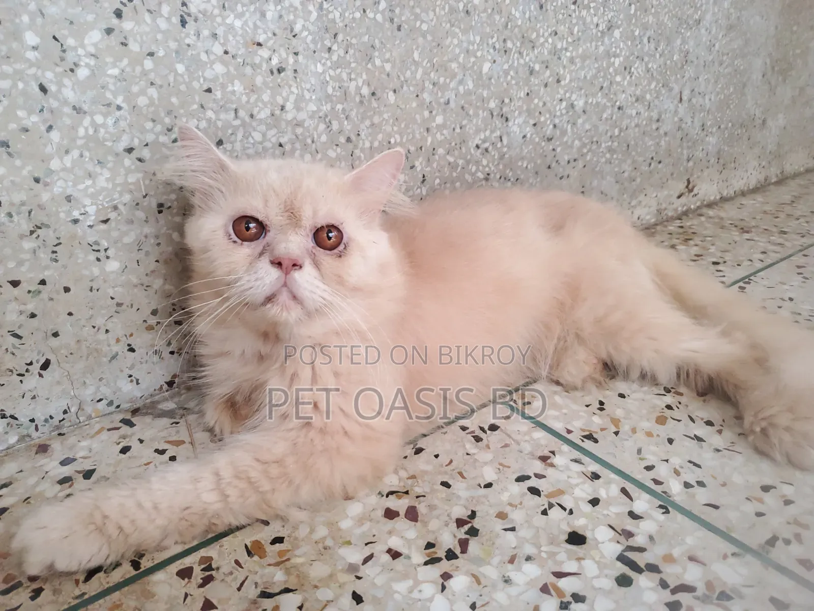 1+ Year Male Purebred Persian