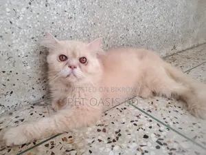 1+ Year Male Purebred Persian