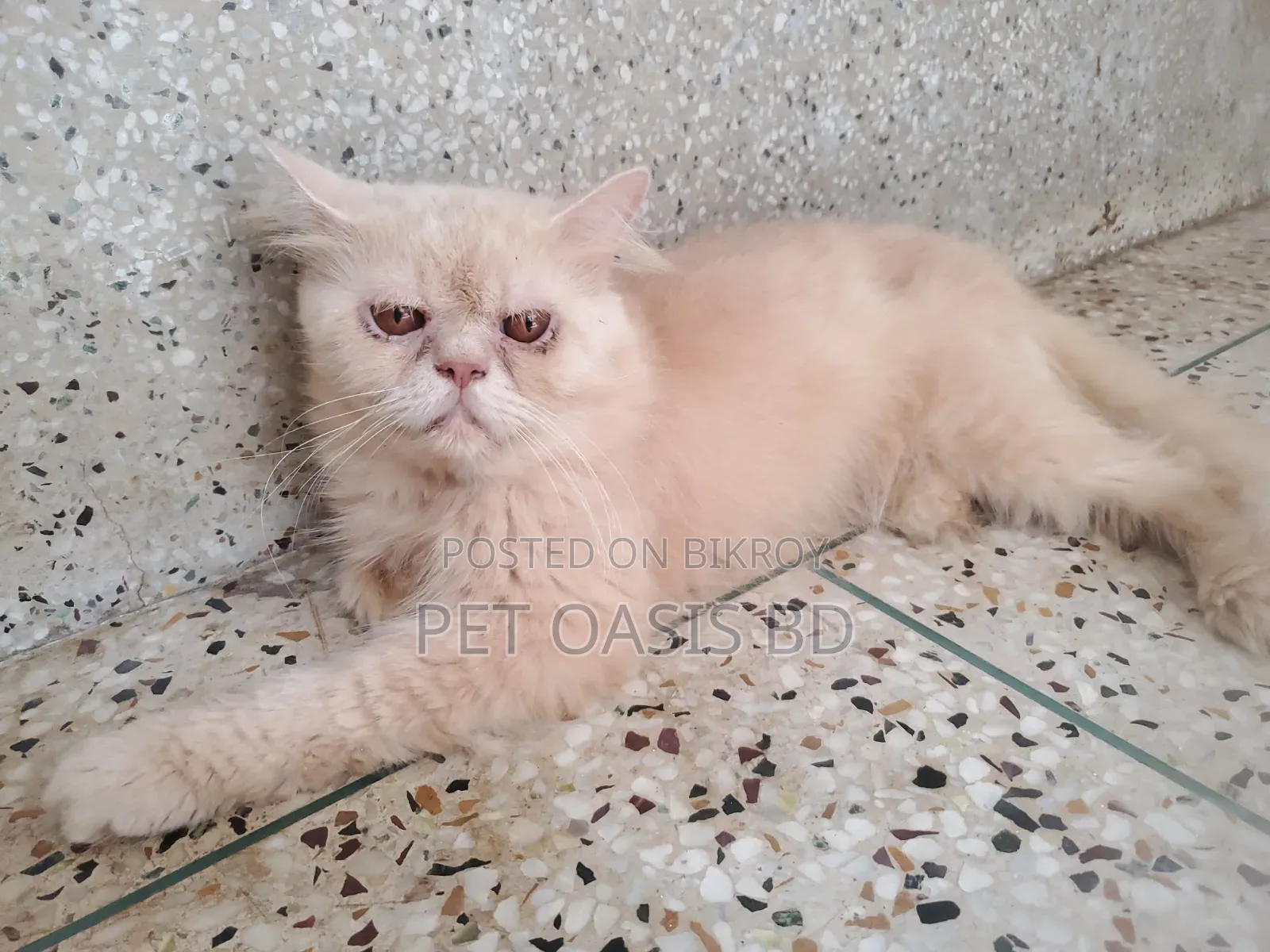 1+ Year Male Purebred Persian